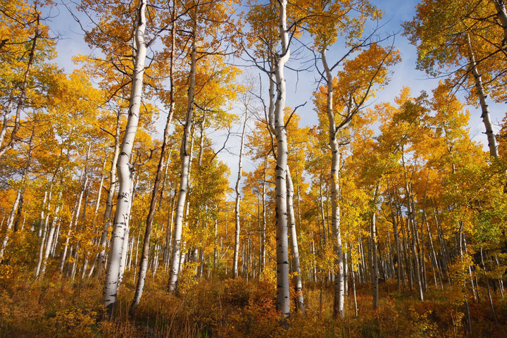 Quaking Aspen | Seed Grow Kit