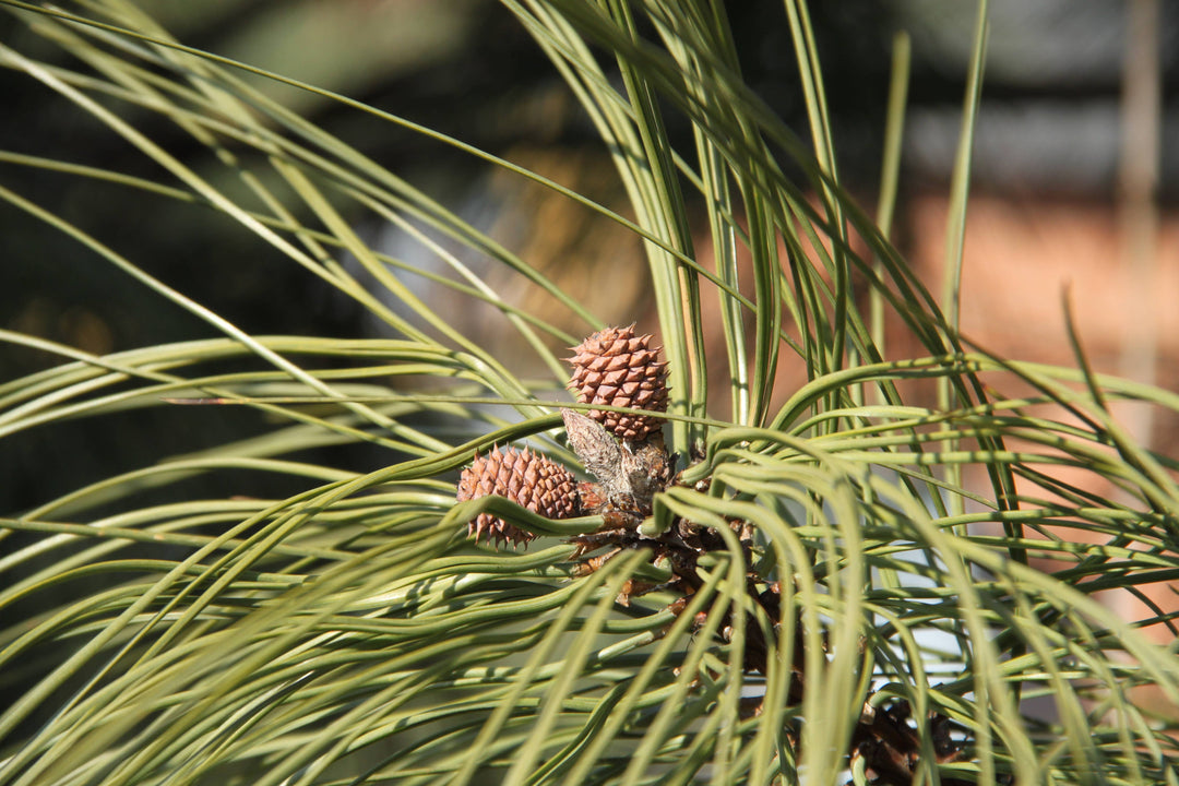 Ponderosa Pine | Seed Grow Kit