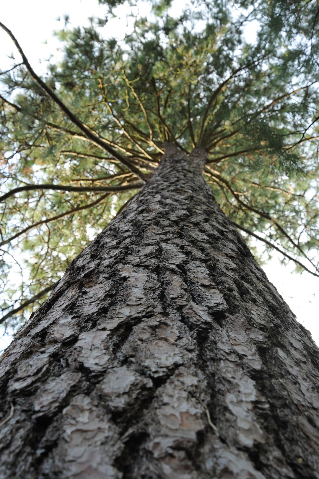 Ponderosa Pine | Seed Grow Kit