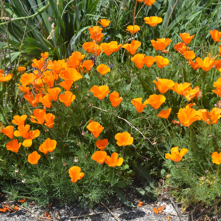 California Poppy | Seed Grow Kit