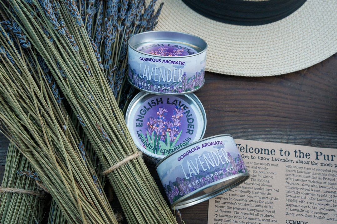 Lavender | Flower Seed Grow Kit