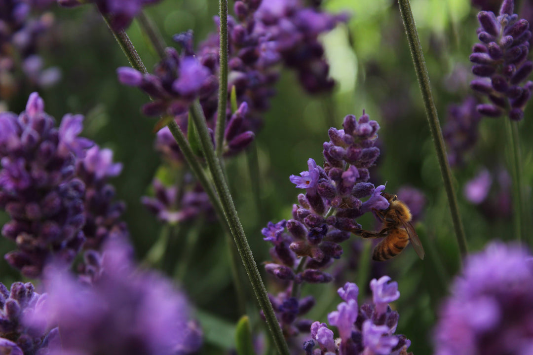 Lavender | Flower Seed Grow Kit