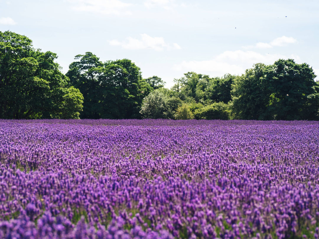 Lavender | Flower Seed Grow Kit