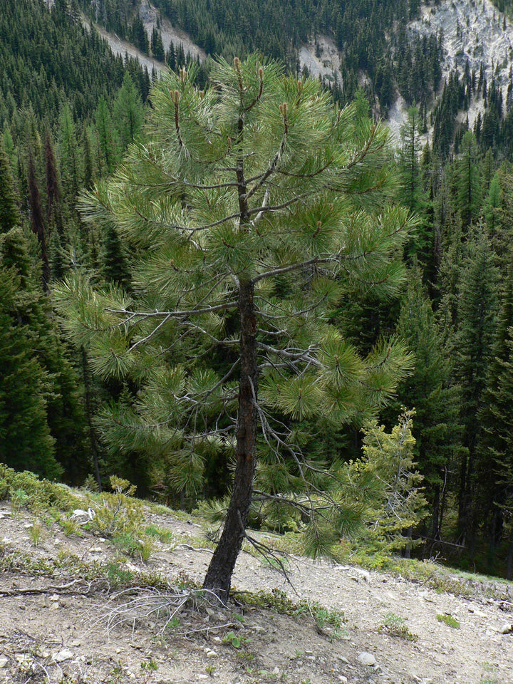 Ponderosa Pine | Seed Grow Kit