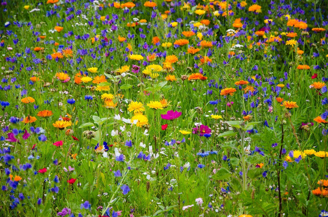 Wildflower Seeds 'Honeybee Mix': 1 oz.