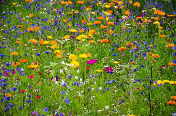 Wildflower Seeds 'Honeybee Mix': 1 oz.