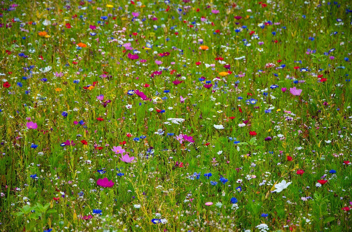 Wildflower Seeds 'Dryland Mix': 1 oz.